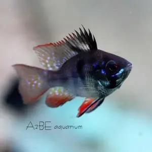 [에이투비]블랙 라미네지 벌룬타입 / 3~4cm 전후 / 1마리 / 암수랜덤