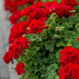 어린모종 제라늄 로얄 레드(아이비) 8cm분