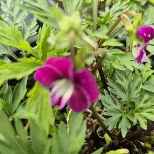 홍학제비꽃 야생화 숙근초 봄꽃 그라운드커버 노지월동 정원 조경 화단 C01