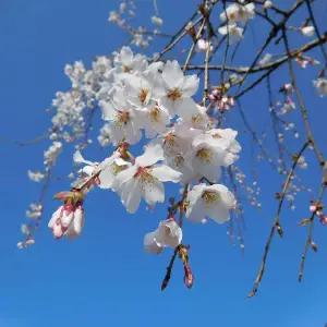 묘목/벚나무 능수부사벚(수양부사벚)접목 1년 KJ703