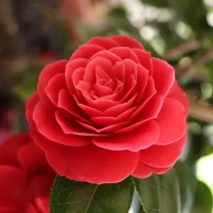 순희농장 로즈동백 블랙로즈동백  동백나무 동백꽃 겹동백 붉은꽃 겹꽃 소형 10cm화분 개화주(2개1세트)