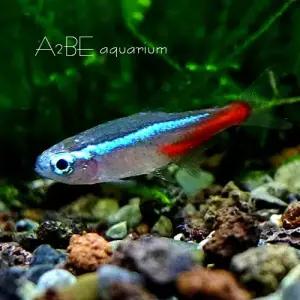 [에이투비]네온 테트라/1cm전후/ 5마리 세트
