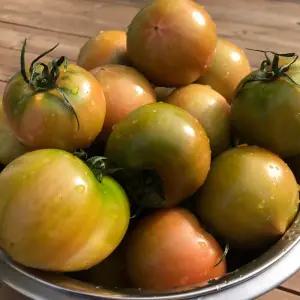 부산 대저 토마토 짭짤이 단짠 선물용 가정용