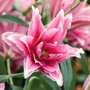 백합구근 백합-장미백합 엘레나- 노지월동 다년생 구근 네개묶음  PP1098