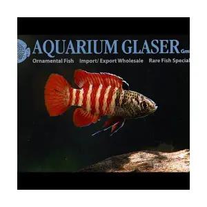 [에이투비]블랙 타이거 다리오 / Dario sp. Black tiger / 1~2cm 전후 / 1마리