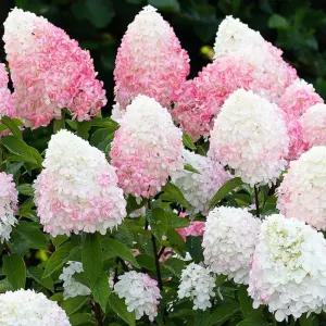 유럽목수국나무 묘목(핑크앤로즈) 7치화분