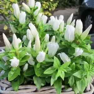 꽃모종 용담 화이트 10cm분