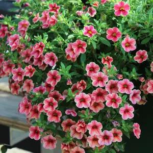 어린모종 밀레니엄벨 크레이브 스트로베리스타 8cm분