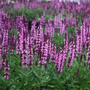 어린모종 숙근사루비아 디멘션 로즈 8cm분