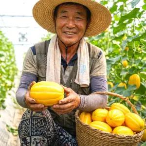 [산지직송] 성주 참외 고당도 꿀참외 1box 당일수확 제철참외 로얄중과 2~3kg