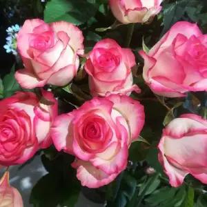 수입장미 (쥬밀리아) 사계장미 향기장미 묘목 삽목2년(2~3지개화주 KJ3583