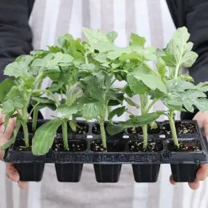 복수박모종 5주 10주 20주 40주 미니수박 수박모종 육묘장발송