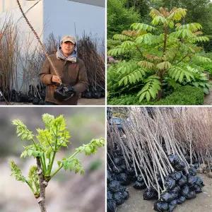 엄나무 묘목 음나무 토종엄나무 5년생 (분묘) 약용수 특용수