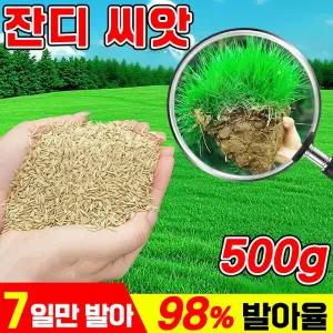 [초특가] 7일 발아 잔디 씨앗 사계절 잔디 씨앗 고급 잔디씨앗 가을 파종 최적기 500g 4개