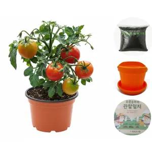 (모종뜰) 1인 체험모종 텃밭세트 앉은뱅이 방울토마토 허브 바질 키트