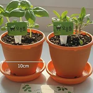 (모종뜰) 허브 2개화분 텃밭세트 루꼴라 바질 모종 체험 키트