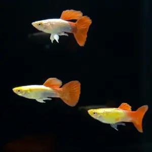 열대어 골든 플레티넘 레드 구피