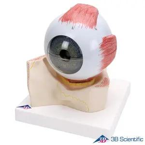 [종로의료기]3B Scientific 인체해부모형 5배확대사이즈 안구모형 F11 7분리 안구해부