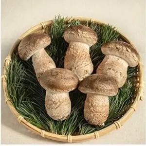 정품 송화버섯 가정용 500g