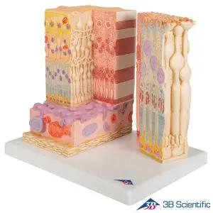 [종로의료기]3B Scientific 인체해부 안구모형 안구조직모형 F16 MICRO EYE