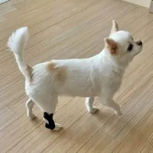 강아지 슬개골 탈구 보호대 소형 슬개골 탈구보호대 쓸개골보호대