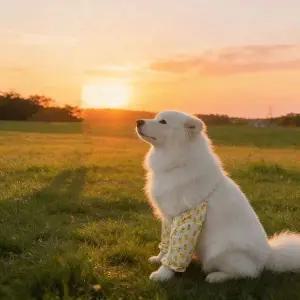 강아지 슬개골 보호대 반려동물 팔꿈치 무릎 관절 다리 외출 커버