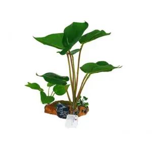 [콩심팥심]TBZ 수족관 어항 유목 수초 장식 소 수조장식용품