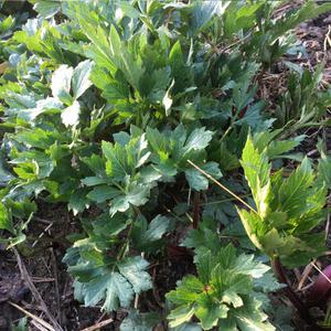 구례 지리산골 꽃나물 1kg 삼잎국화나물 봄나물 키다리