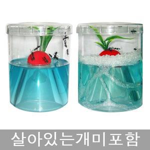 생물포함-개미키우기 세트/개미집 곤충키우기 관찰 어린이날선물
