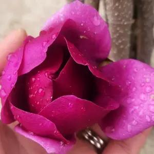 클레오파트라 접목1년생 신품종 목련나무 묘목 봄꽃 꽃나무 정원 조경수 노지월동 (목하원예조경)