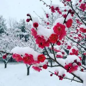 [목하원예조경]매실나무 설중매 접목1년생 매화 묘목 봄꽃 빨강 홍매화 정원조경나무 노지월동