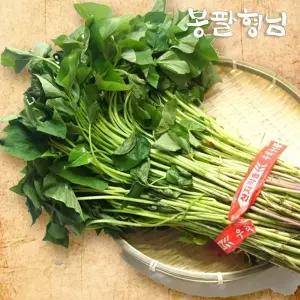 자색고구마모종 1kg 고구마순