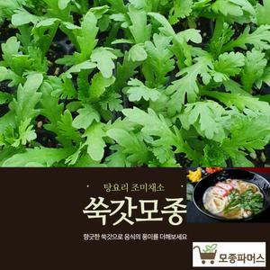 취나물40개 산나물 참취 향긋한 봄채소 [모종파머스]