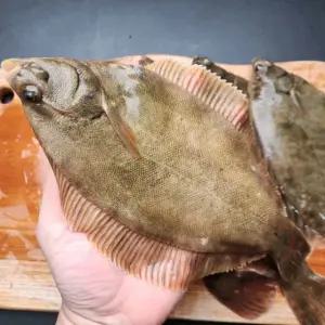 서해안 제철 활 도다리 1kg 횟감 쑥국