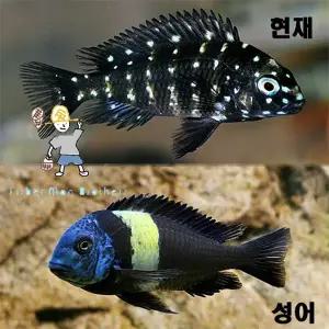 [힘찬열대어] 트로페우스 드보이시 1마리