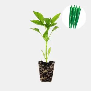 마이플랜트 미인풋고추 1개 안매운 맵지 않은 아삭이 풋고추 모종 텃밭 채소 튼튼한 모종