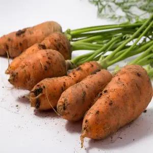 친환경 당근 못난이 5kg 국내산 채소 야채 흙당근 당근라페 요리 무농약