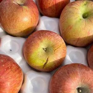 [셀러허브 식품]경북 부사 사과 10kg 48-60과 중소과 못난이사과 부사 햇사과 꿀사과 햇부사 사과 한 (425