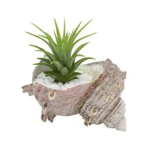 [티처스]소라 껍데기 이오난사(5인 세트) STEAM 과학교구 실험키트