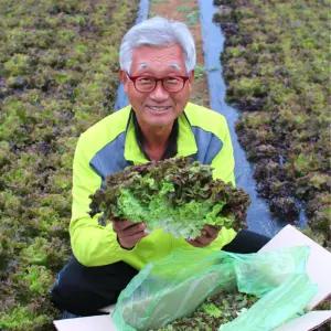 파머슬 국내산 무농약 상추 500g 1kg