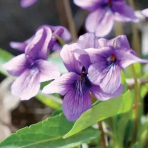 제비꽃과 비올라 야생화 꽃씨 종자 품종 씨앗 500립 커몬 정원꾸미기