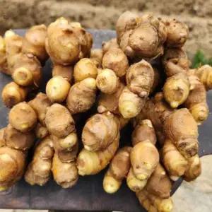 경북 영주 산지발송 개량종 씨생강(대강) 5kg/종자용