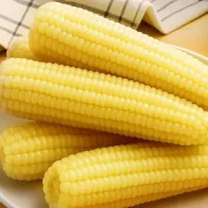 쪄서가는 쫀득 백찰옥수수 왕특대20개