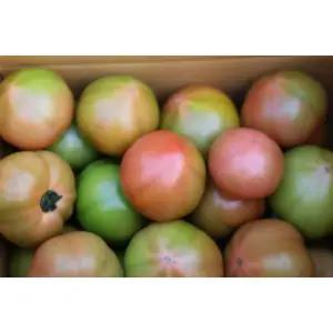 FD 국내산 창원 동양종 찰토마토 3kg