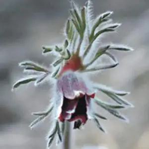 할미꽃 M8J3C7Z0 씨앗 야생화 꽃씨 종자 품종 정원 관상용 50립