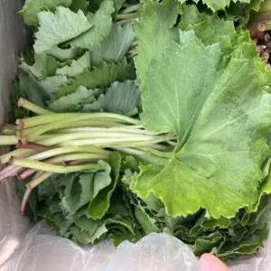 국산 머위잎 1kg 산나물