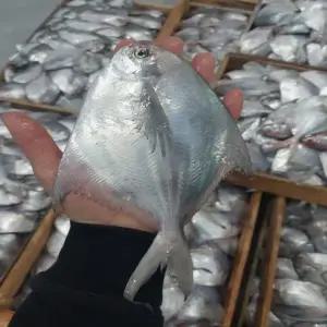 신선한 남해안 횟감용 비손질 병어 1kg 8미 내외