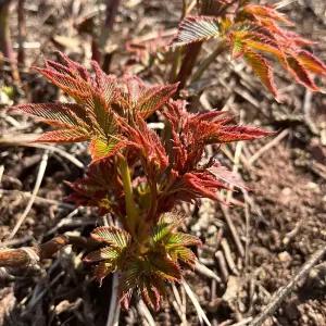 강원도 태백 백두대간 눈개승마 1kg