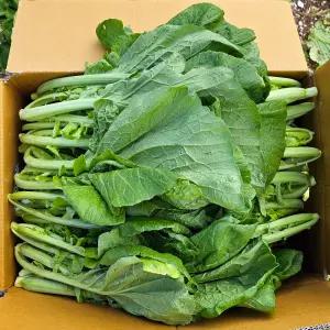 여수 돌산 생 갓 5kg 여수 돌산갓 봄갓 돌산 청갓 여수생갓 햇갓 여수갓 노지갓 반찬거리