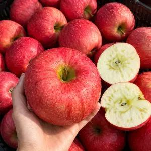 충남 예산 통째먹는 꿀이가득한 햇 사과 부사 10KG 대과